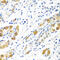 Biliverdin Reductase B antibody, 22-819, ProSci, Immunohistochemistry frozen image 