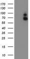 Guanylate Binding Protein 1 antibody, CF503589, Origene, Western Blot image 