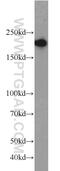 RB1 Inducible Coiled-Coil 1 antibody, 10069-1-AP, Proteintech Group, Western Blot image 
