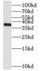 Translocase Of Inner Mitochondrial Membrane 50 antibody, FNab08702, FineTest, Western Blot image 