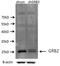 Growth Factor Receptor Bound Protein 2 antibody, 10254-2-AP, Proteintech Group, Western Blot image 