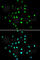 Histone Deacetylase 1 antibody, A0238, ABclonal Technology, Immunofluorescence image 