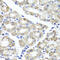 Mitogen-Activated Protein Kinase Binding Protein 1 antibody, 18-741, ProSci, Immunohistochemistry frozen image 