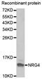 Neuregulin 4 antibody, PA5-76666, Invitrogen Antibodies, Western Blot image 
