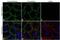 Catenin alpha-2 antibody, MA5-14461, Invitrogen Antibodies, Immunofluorescence image 
