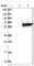 Dihydropyrimidinase antibody, HPA024785, Atlas Antibodies, Western Blot image 