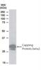 Capping Actin Protein Of Muscle Z-Line Subunit Beta antibody, NB100-814, Novus Biologicals, Western Blot image 