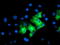 Dynein Axonemal Assembly Factor 1 antibody, M09808, Boster Biological Technology, Immunofluorescence image 
