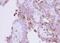Ribonuclease A Family Member 1, Pancreatic antibody, PA5-28278, Invitrogen Antibodies, Immunohistochemistry frozen image 