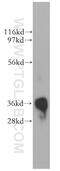 Phospholipid Scramblase 1 antibody, 11582-1-AP, Proteintech Group, Western Blot image 