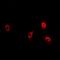 Phospholipase A2 Group IID antibody, LS-C482679, Lifespan Biosciences, Immunofluorescence image 