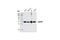 GAPDH antibody, 5174S, Cell Signaling Technology, Western Blot image 