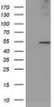 Lipoprotein Lipase antibody, TA503784S, Origene, Western Blot image 