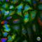 Enolase 1 antibody, NBP2-25147, Novus Biologicals, Immunofluorescence image 