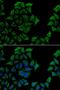 Colipase antibody, orb247392, Biorbyt, Immunofluorescence image 