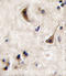 Protein Tyrosine Phosphatase Non-Receptor Type 5 antibody, LS-C101006, Lifespan Biosciences, Immunohistochemistry frozen image 