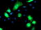 Dolichyl-diphosphooligosaccharide--protein glycosyltransferase subunit 1 antibody, TA503647, Origene, Immunofluorescence image 
