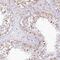 Neuroguidin antibody, FNab05719, FineTest, Immunohistochemistry frozen image 