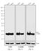 Mouse IgG (H+L) antibody, A16169, Invitrogen Antibodies, Western Blot image 