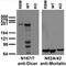 Dicer 1, Ribonuclease III antibody, 73-196, Antibodies Incorporated, Western Blot image 