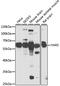 YARS antibody, 22-489, ProSci, Western Blot image 