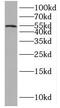 Inositol Hexakisphosphate Kinase 1 antibody, FNab04370, FineTest, Western Blot image 