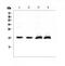 Natriuretic Peptide A antibody, A01318-1, Boster Biological Technology, Western Blot image 