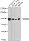MAGE Family Member D1 antibody, 13-858, ProSci, Western Blot image 