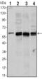 Akt antibody, AM06526SU-N, Origene, Western Blot image 