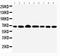 Probable ATP-dependent RNA helicase DDX5 antibody, LS-C313095, Lifespan Biosciences, Western Blot image 