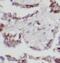 UBX Domain Protein 11 antibody, FNab09216, FineTest, Immunohistochemistry frozen image 