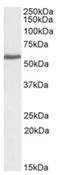 Pre-MRNA Processing Factor 31 antibody, AP20107PU-N, Origene, Western Blot image 