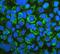 Gap Junction Protein Alpha 4 antibody, A05569, Boster Biological Technology, Immunofluorescence image 