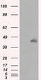 MCL1 Apoptosis Regulator, BCL2 Family Member antibody, TA500982, Origene, Western Blot image 