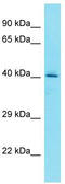 HGH1 Homolog antibody, TA335558, Origene, Western Blot image 