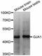 Gap Junction Protein Alpha 1 antibody, A0084, ABclonal Technology, Western Blot image 