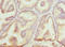 Biliverdin Reductase A antibody, orb39694, Biorbyt, Immunohistochemistry paraffin image 