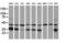 Heme Oxygenase 2 antibody, LS-C173520, Lifespan Biosciences, Western Blot image 