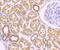 Zyxin antibody, NBP2-75723, Novus Biologicals, Immunohistochemistry paraffin image 