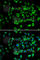 Proteasome 26S Subunit, Non-ATPase 13 antibody, A6956, ABclonal Technology, Immunofluorescence image 