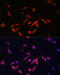 Phosphoinositide-3-Kinase Regulatory Subunit 2 antibody, 16-942, ProSci, Immunofluorescence image 