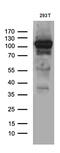 Exocyst complex component 4 antibody, M05489, Boster Biological Technology, Western Blot image 