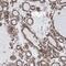 Sialic Acid Acetylesterase antibody, NBP1-84371, Novus Biologicals, Immunohistochemistry frozen image 
