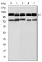 Bone Morphogenetic Protein Receptor Type 2 antibody, AM06596SU-N, Origene, Western Blot image 