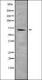 NBPF Member 6 antibody, orb338481, Biorbyt, Western Blot image 