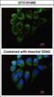 YARS antibody, GTX101492, GeneTex, Immunofluorescence image 
