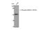 Opioid Receptor Mu 1 antibody, A00737S375-1, Boster Biological Technology, Western Blot image 