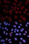 Lamin B1 antibody, LS-C331762, Lifespan Biosciences, Immunofluorescence image 