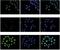 H2A Histone Family Member Z antibody, NBP2-54618, Novus Biologicals, Immunofluorescence image 