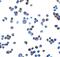 Retinoic Acid Early Transcript 1E antibody, GTX32159, GeneTex, Immunofluorescence image 